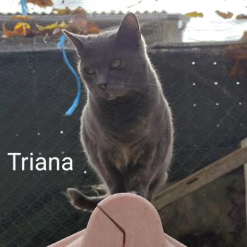 Bild von Triana