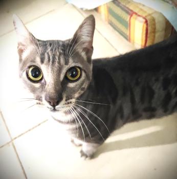 Bild von Basil