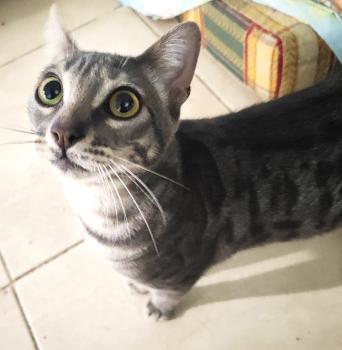 Bild von Basil
