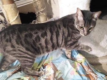 Bild von Basil