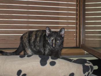 Dalila Bild von Dalila