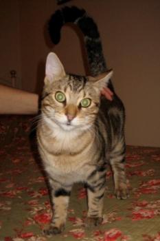 Ankor Bild von Ankor