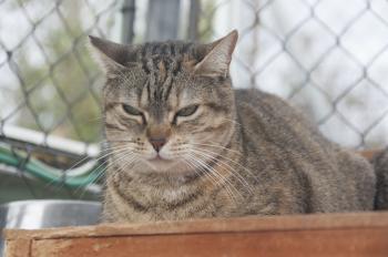 Soraya Bild von Soraya