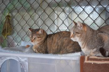 Soraya Bild von Soraya