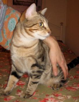 Ankor Bild von Ankor