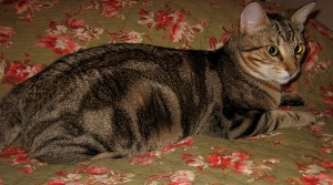 Ankor Bild von Ankor