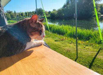 Simba Bild von Simba