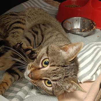 George Bild von George
