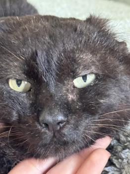 Mowgli Bild von Mowgli