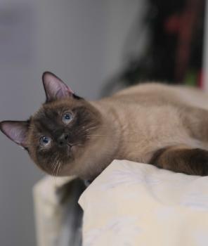 Bild von Lichi