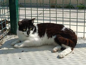Homero Bild von Homero