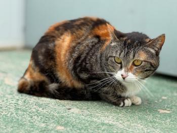 Paloma Bild von Paloma