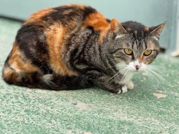 Paloma Bild von Paloma