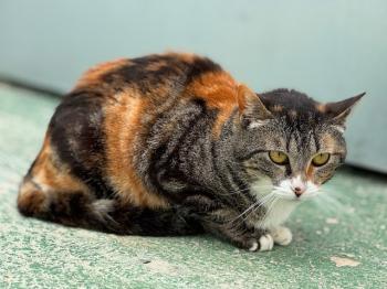 Paloma Bild von Paloma