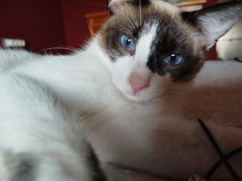 Merlin Bild von Merlin