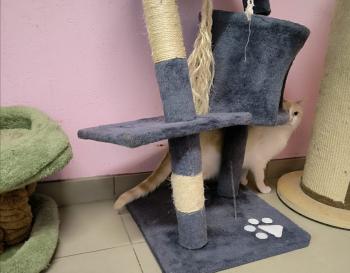 Bild von Snowi