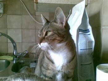 Timi Bild von Timi
