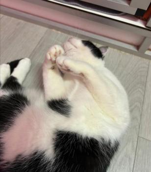 Balu Bild von Balu