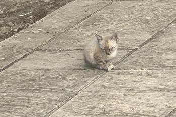 Sisi Bild von Sisi