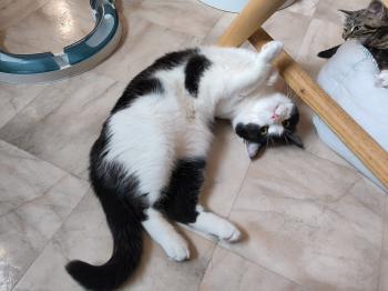 Bild von Balu
