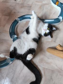 Bild von Balu