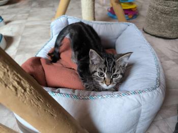 Bild von Schnitzel