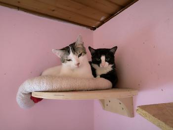 Irina Bild von Irina