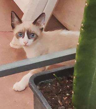 Shanti Bild von Shanti