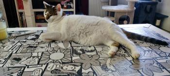 Bild von Ruffy