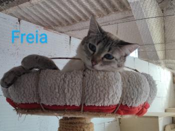 Bild von Freia