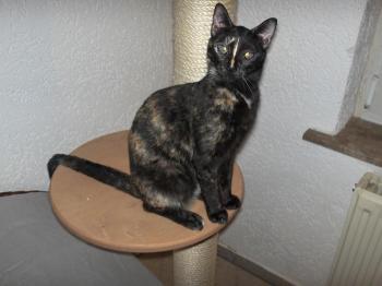 Dalila Bild von Dalila