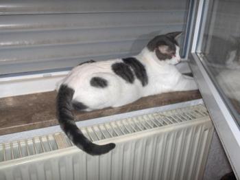 Pocholo Bild von Pocholo