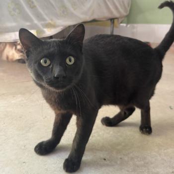 Bagheera Bild von Bagheera