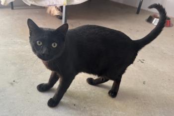 Bagheera Bild von Bagheera