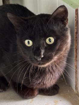 Bagheera Bild von Bagheera