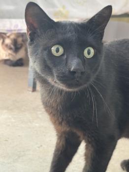 Bagheera Bild von Bagheera