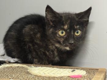 Lluvia Bild von Lluvia