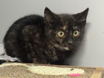 Lluvia Bild von Lluvia