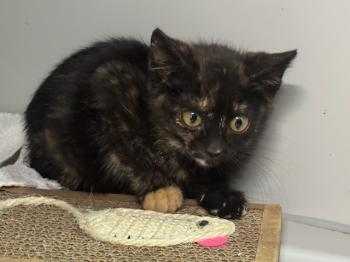 Lluvia Bild von Lluvia