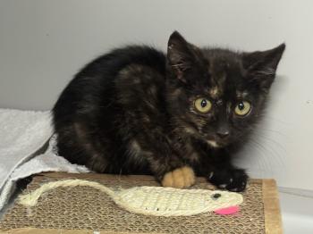 Lluvia Bild von Lluvia