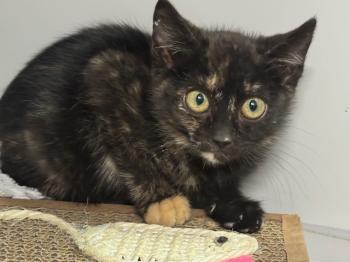 Lluvia Bild von Lluvia