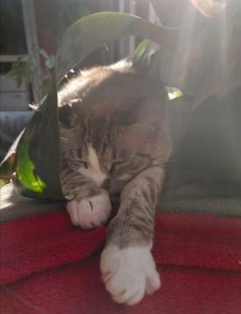 Mina Bild von Mina