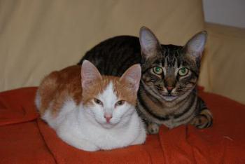 Biba und ihr Freund Bild von Biba