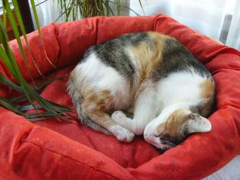 Casilda Bild von Casilda