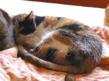 Salome Bild von Salome