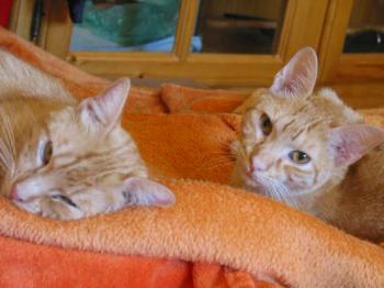 Duque und Lucas Bild von Lucas