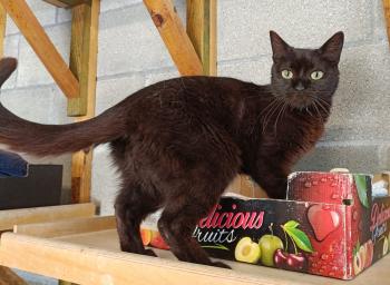 Bild von Ambrosia