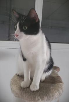 Dylan Bild von Dylan