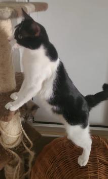 Dylan Bild von Dylan