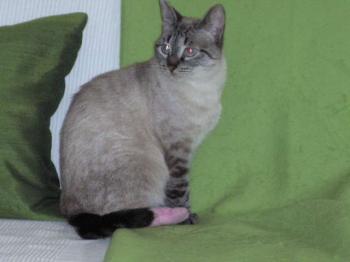 Shalom Bild von Shalom